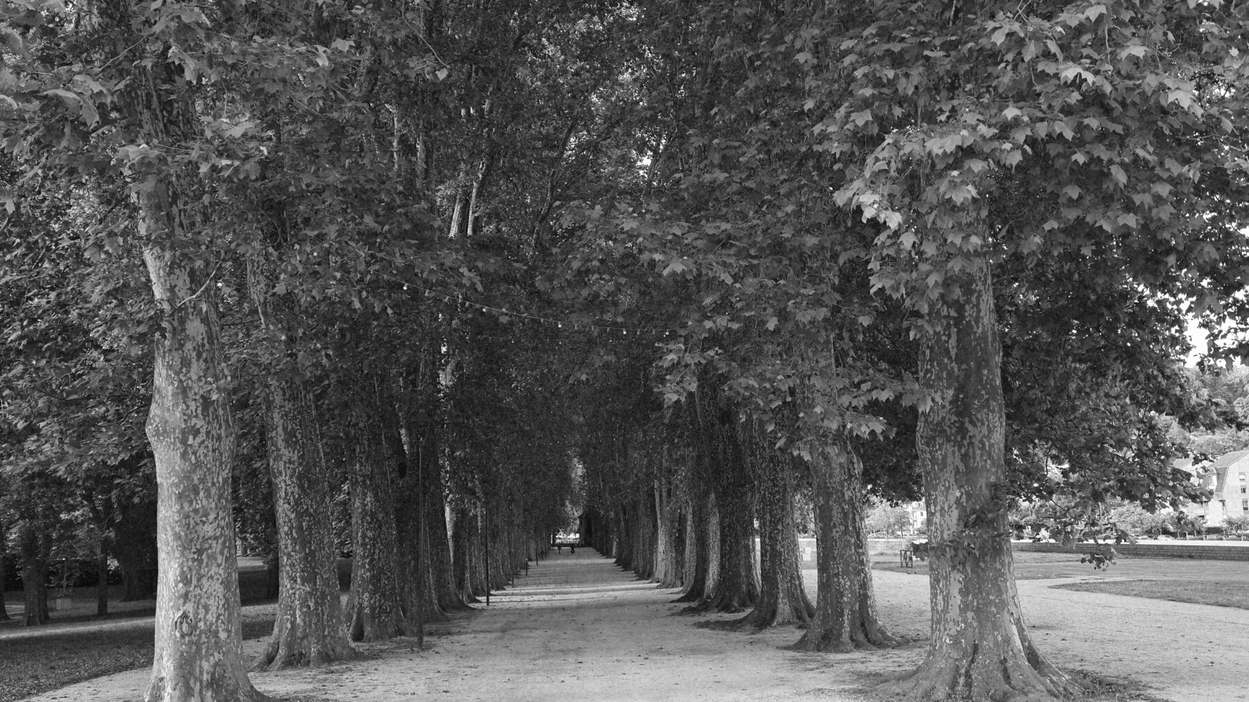 Camus on Violence and Murder in The Rebel